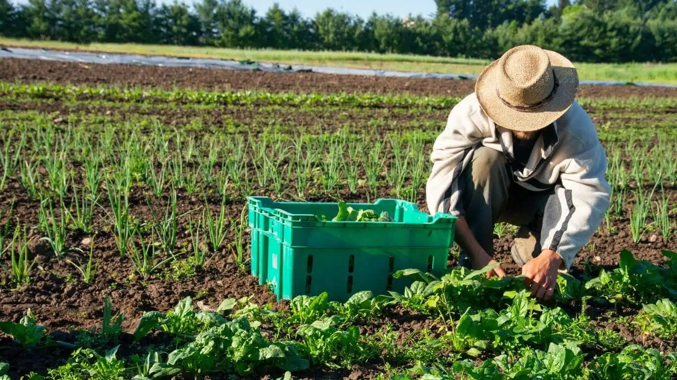 Farm & Agricultural Workers Needed – Perth Visa Sponsorship Jobs